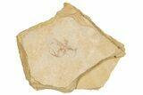 Jurassic Brittle Star Fossil - Solnhofen #256659-1